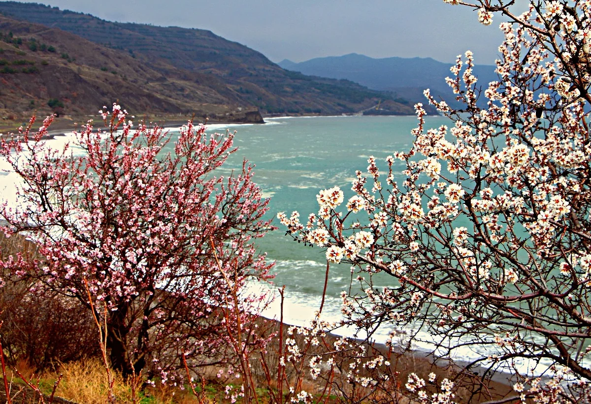 Весенний Крым цветение миндаля